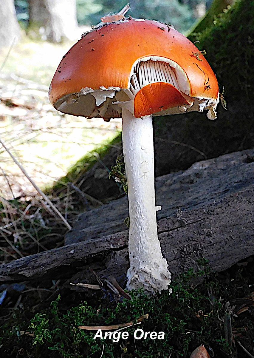 Amanita muscaria