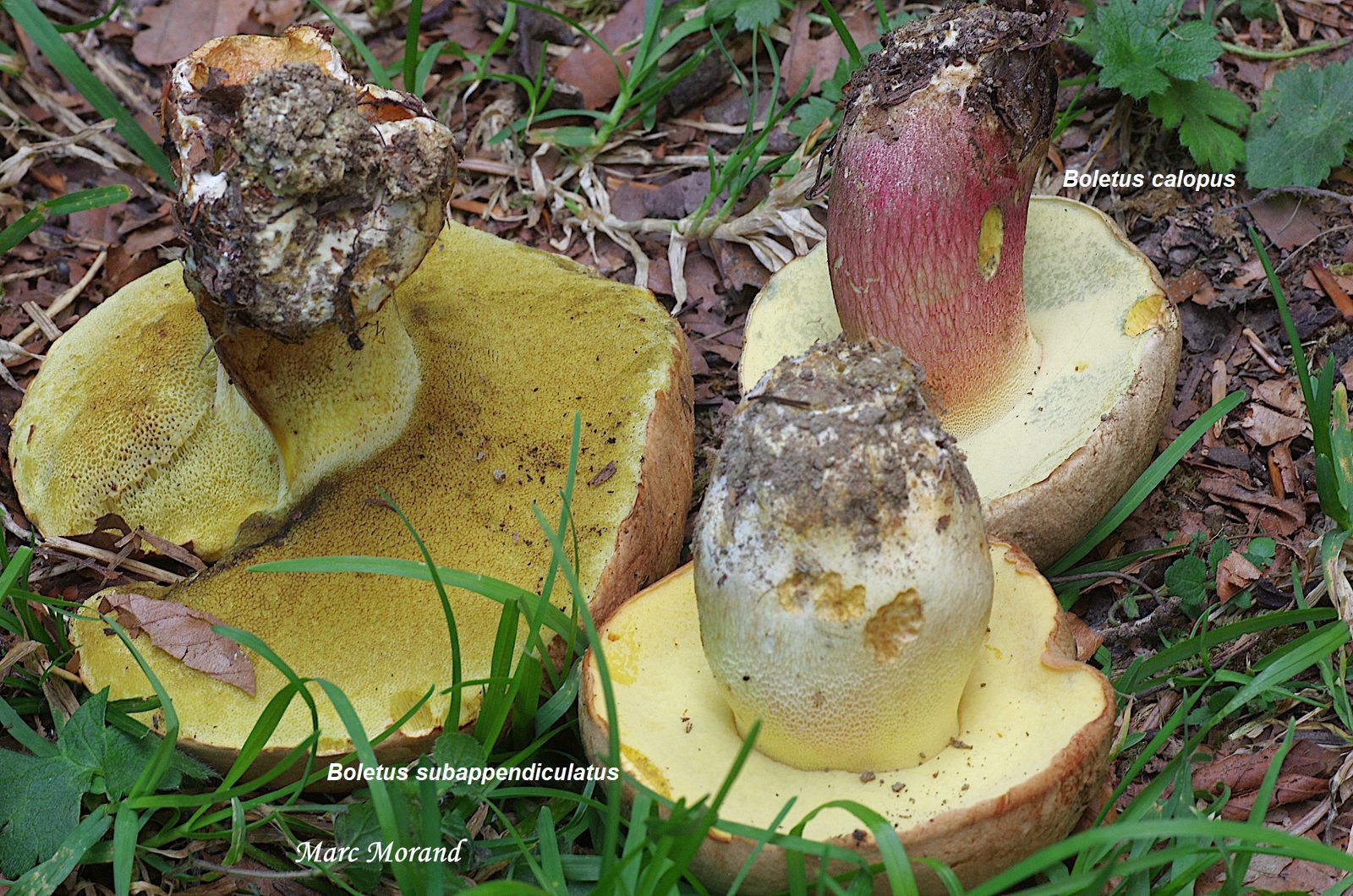 Boletus subappendiculatus et B. calopus 2022 09 11 Payolle 02