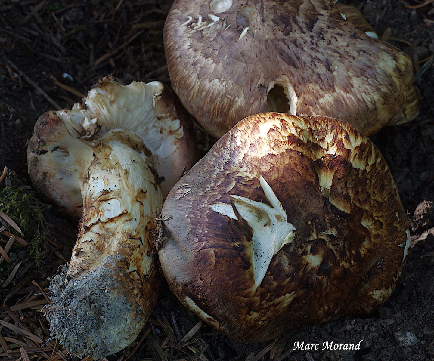 Tricholoma matsutake 2022 09 11 Payolle 07