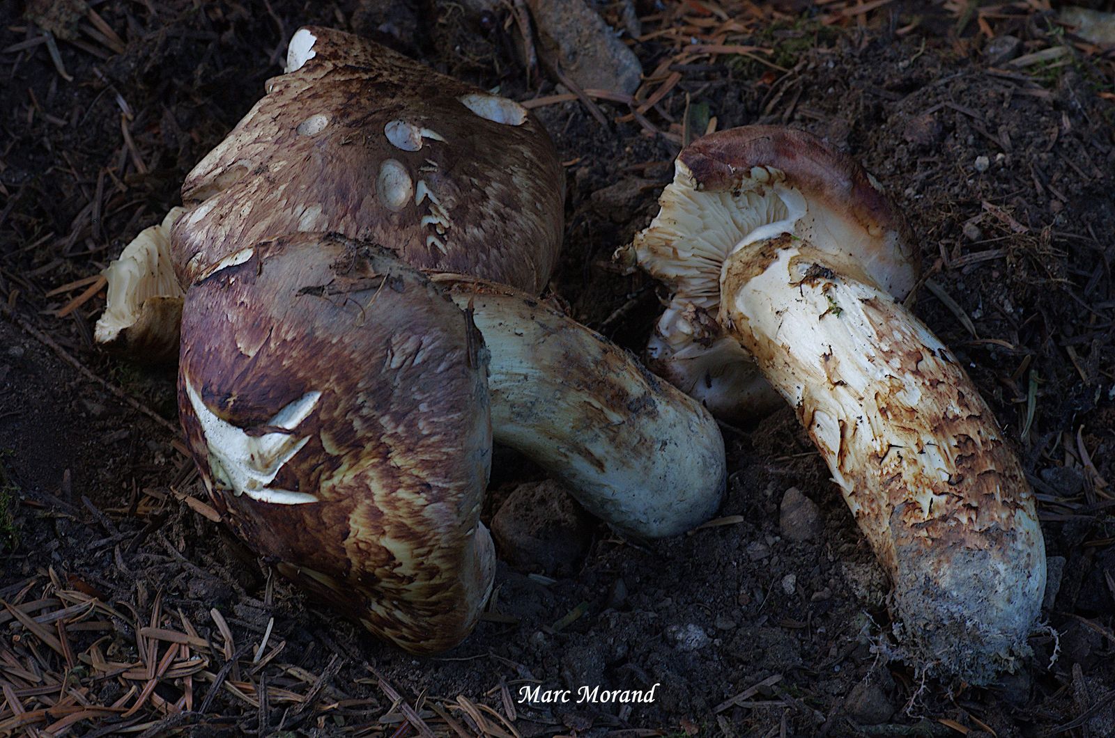 Tricholoma matsutake 2022 09 11 Payolle 10