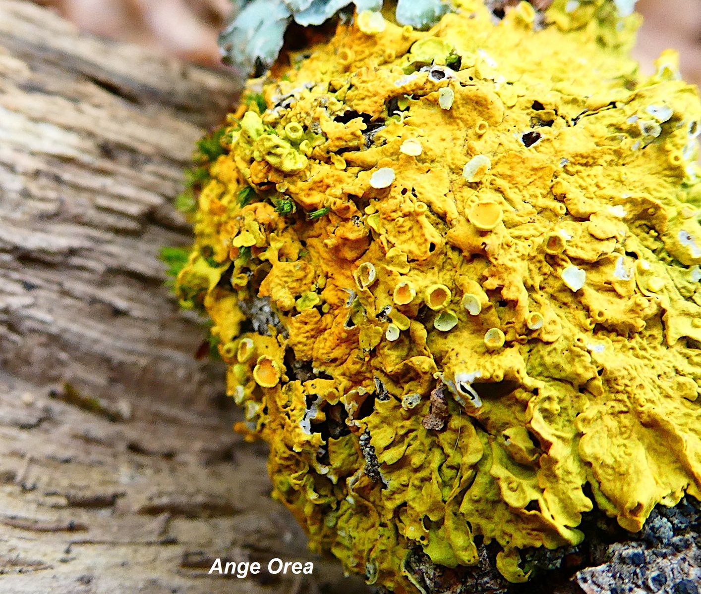 Xanthoria parietina 2023 03 12 Bedat