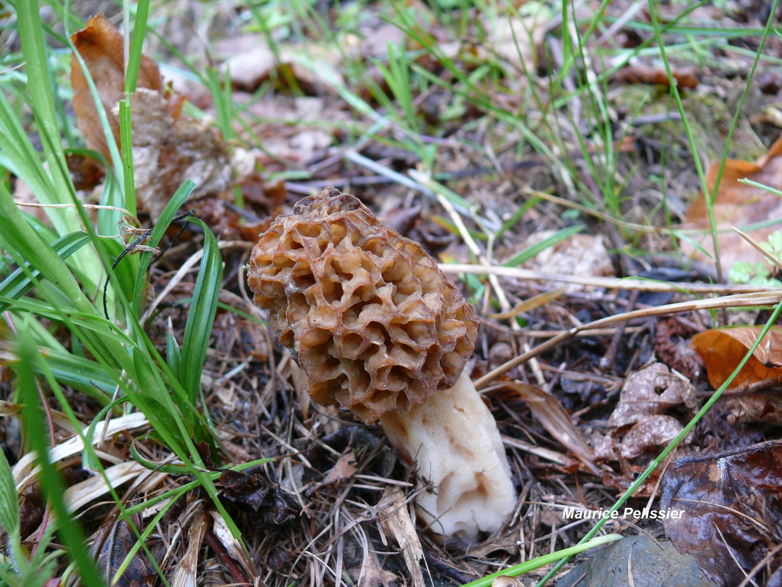 Morchella esculenta 1 (3)