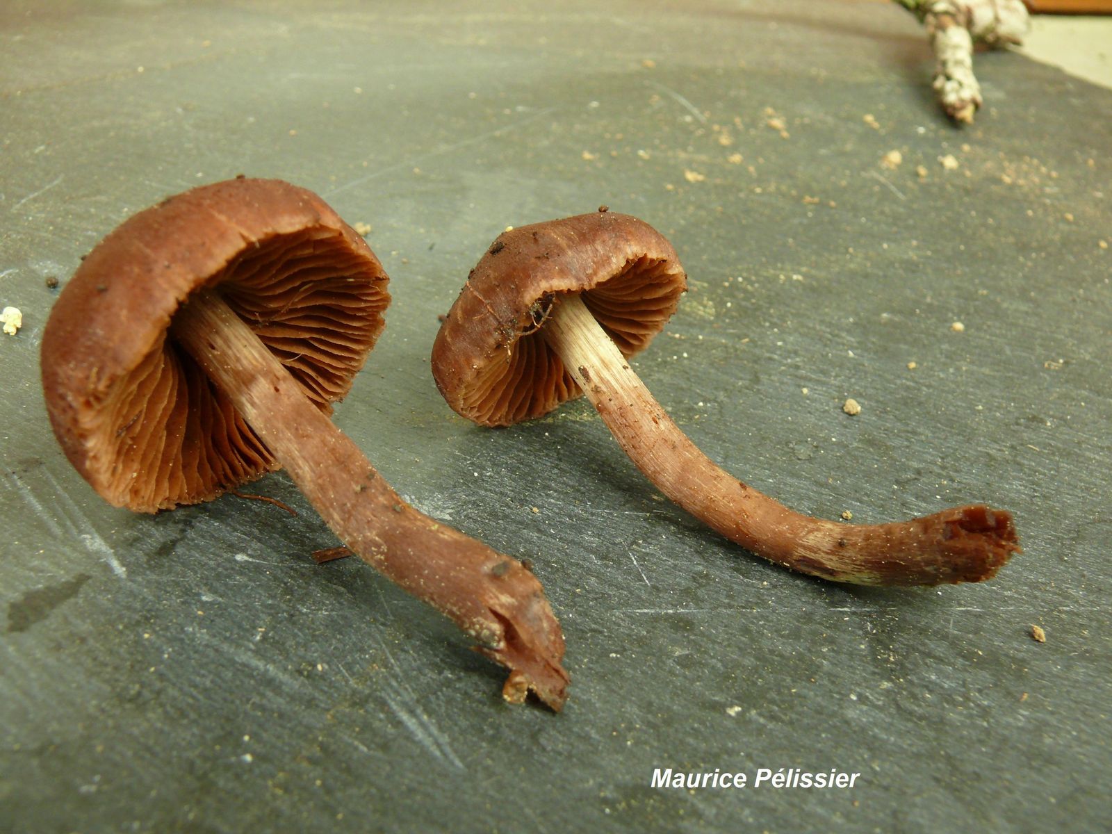 Cortinarius uraceus