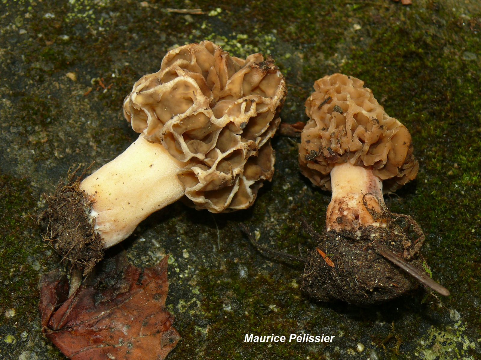 Morchella esculenta var coniferes 2