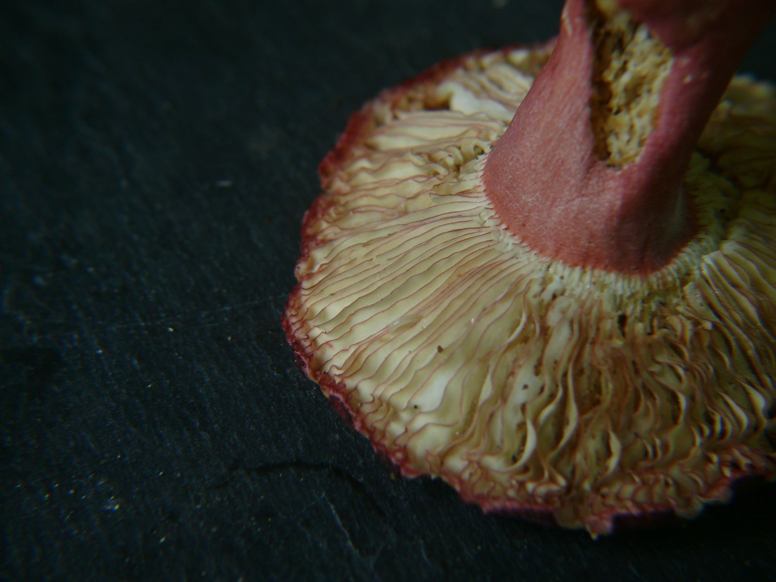 Russula aciculocystis 