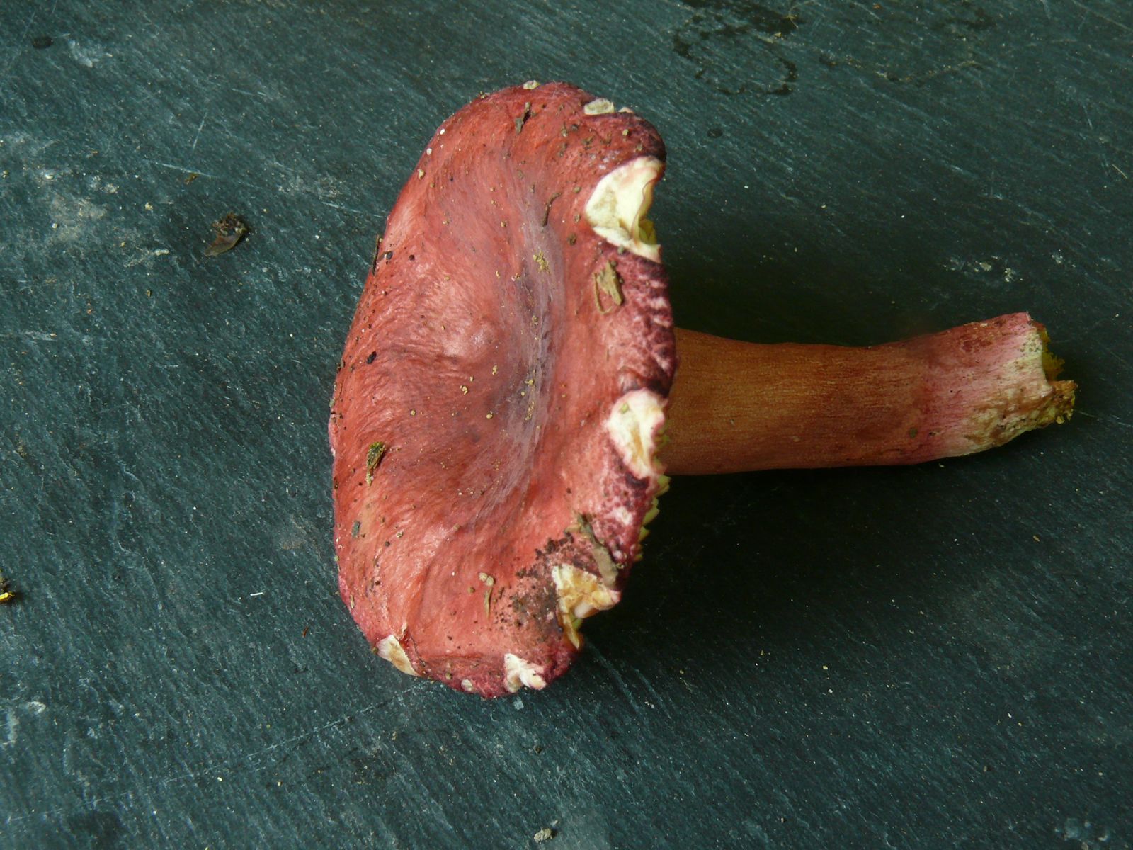 Russula aciculocystis 