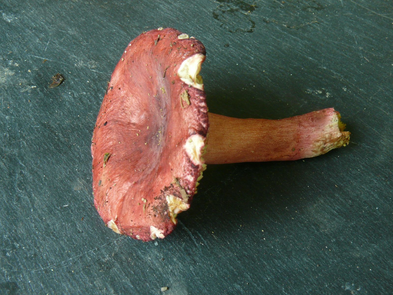 Russula aciculocystis