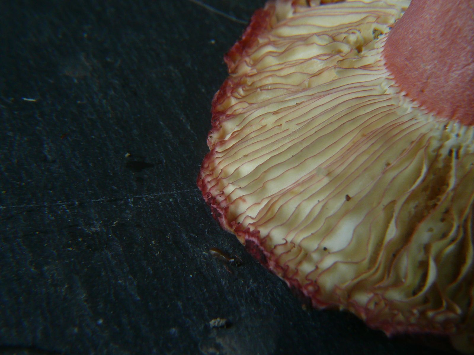 Russula aciculocystis