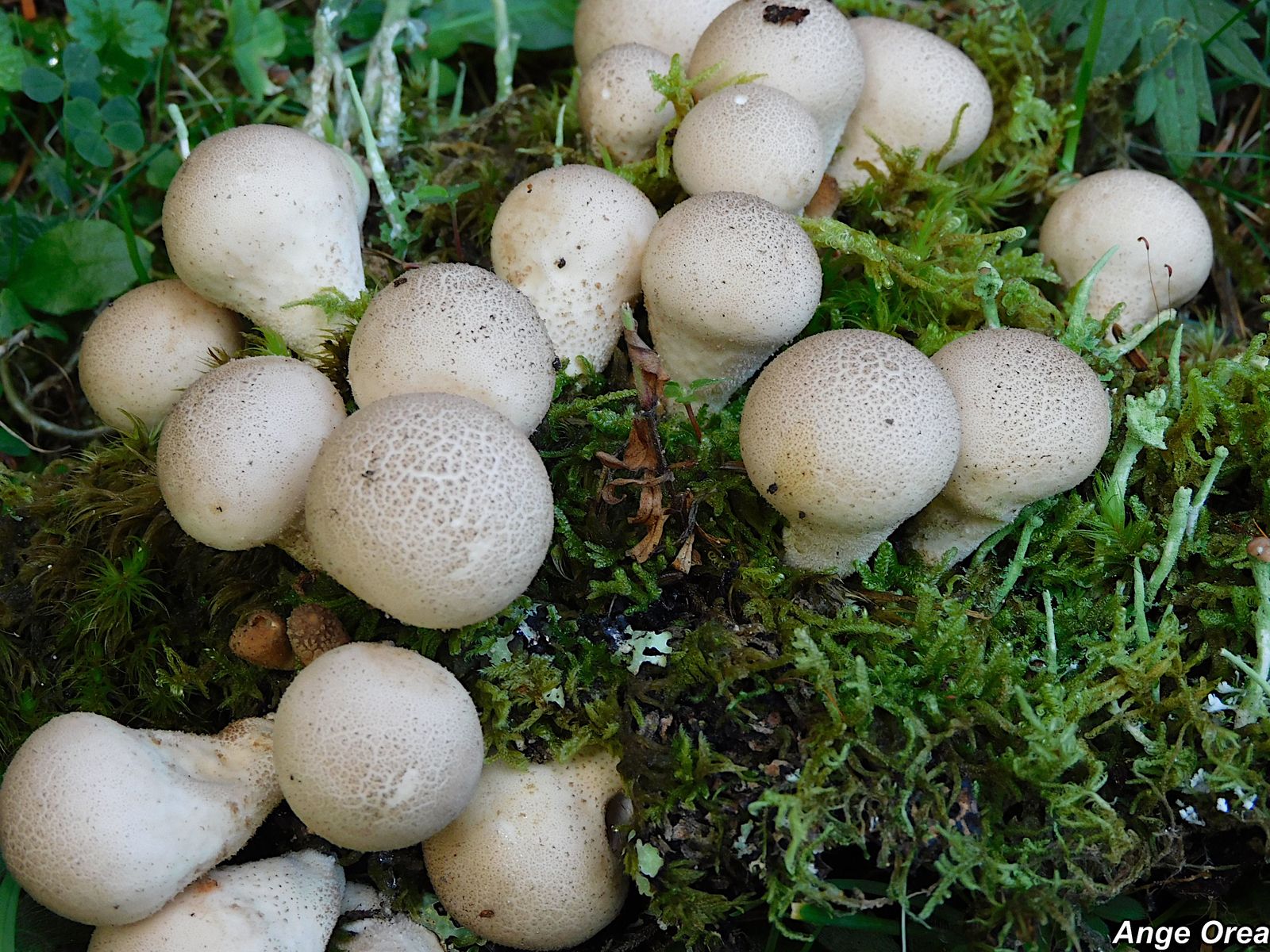 Lycoperdon piriforme 