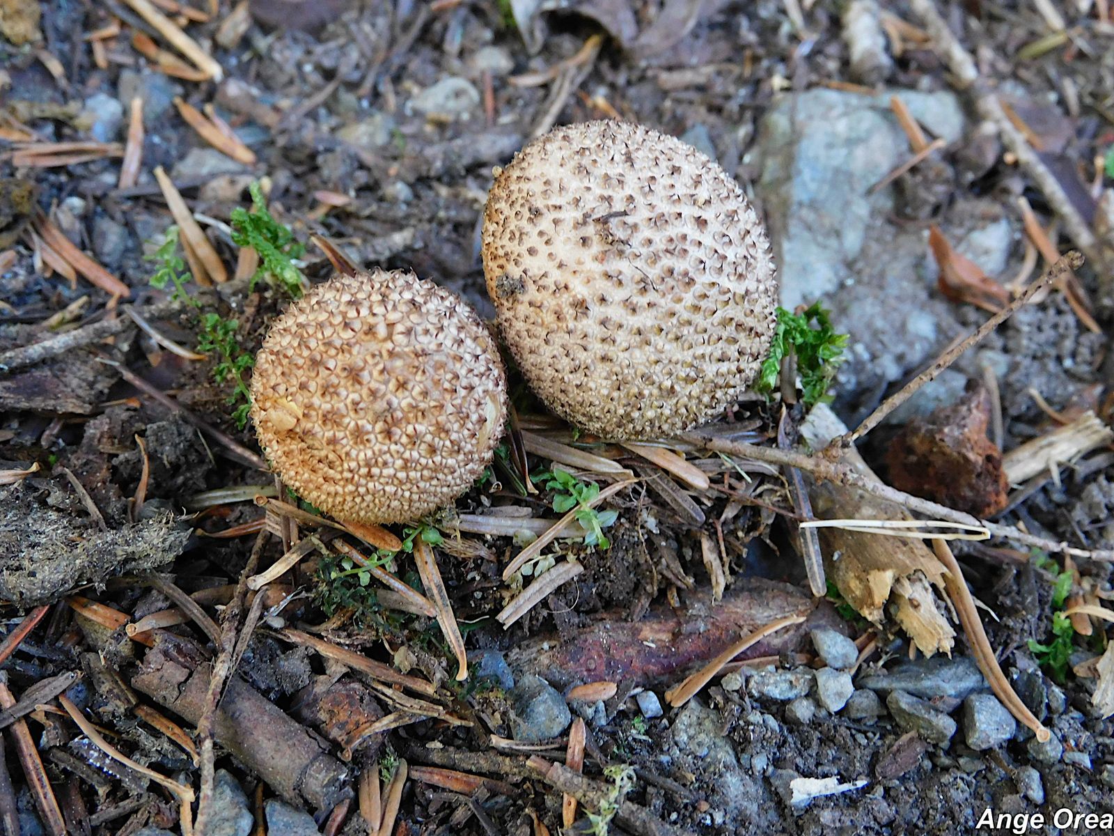 Lycoperdon umbrinum   