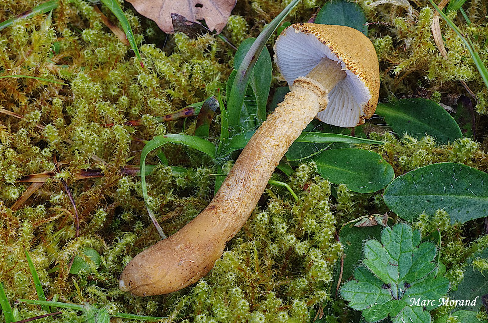 Cystoderma amianthinum (2) 2024 03 09 Bois du Commandeur