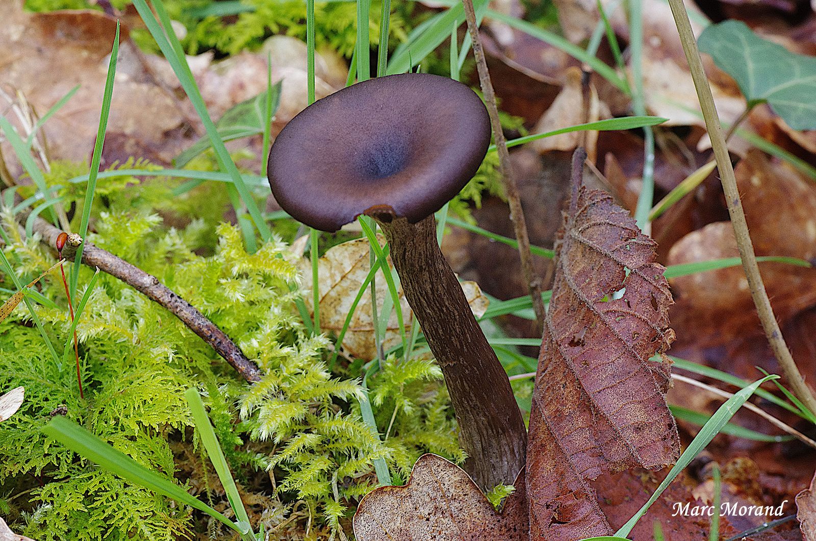 Pseudoclitocybe cyathiformis 2024 03 09 Bois du Commandeur