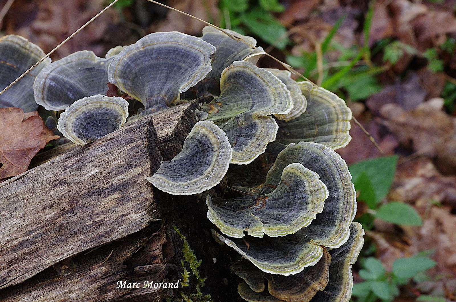 Trametes versicolor 2024 03 09 Bois du Commandeur 06