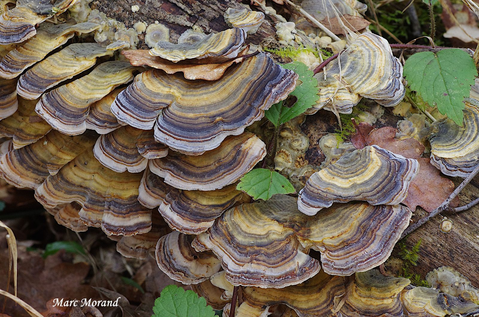 Trametes versicolor 2024 03 09 Bois du Commandeur 07