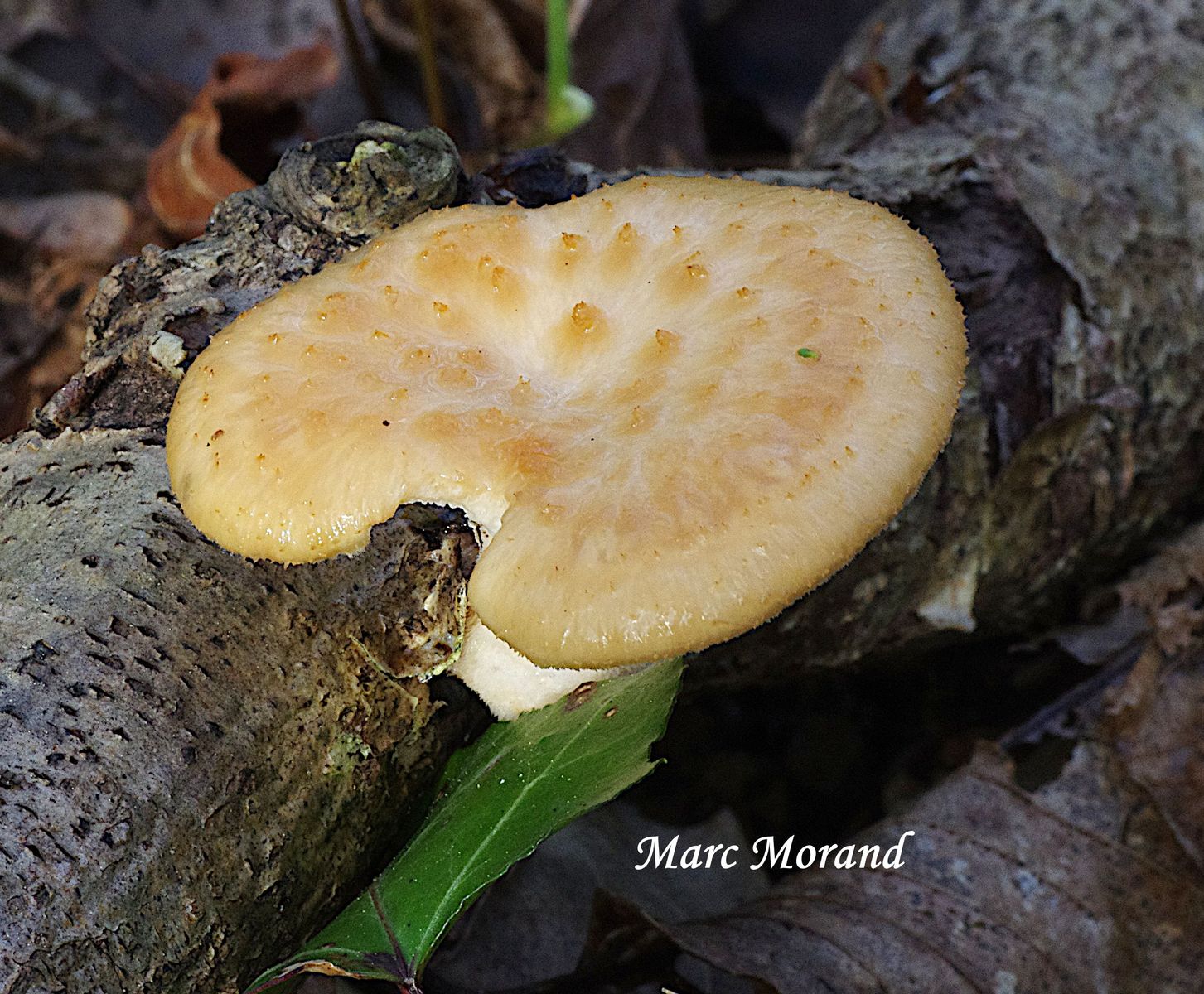 Polyporus tuberaster 2024 03 24 Bois de Labarthe semeac