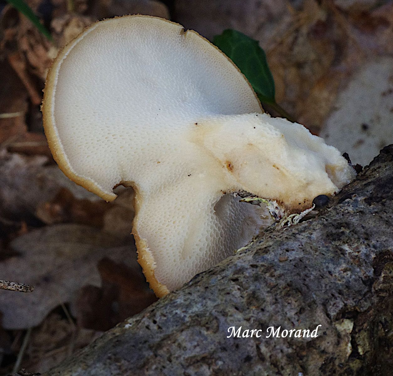 Polyporus tuberaster 2024 03 24 Bois de Labarthe semeac 03