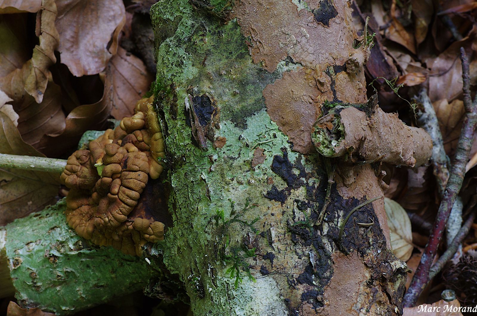 Hypochreopsis rhododendri (a g) parasite de Hymenochaete corrugata (a d) 2024 06 02 Bergons