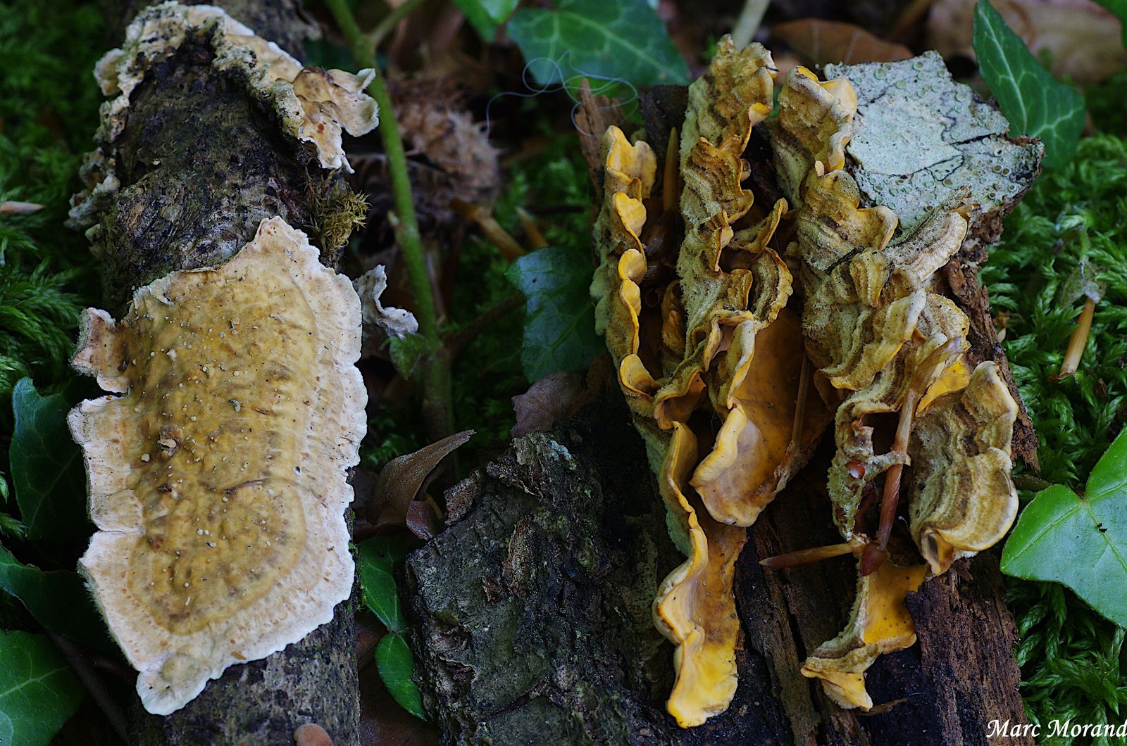Stereum hirsutum a d. et S. ochraceoflavum a g 2024 06 02 Bergons.