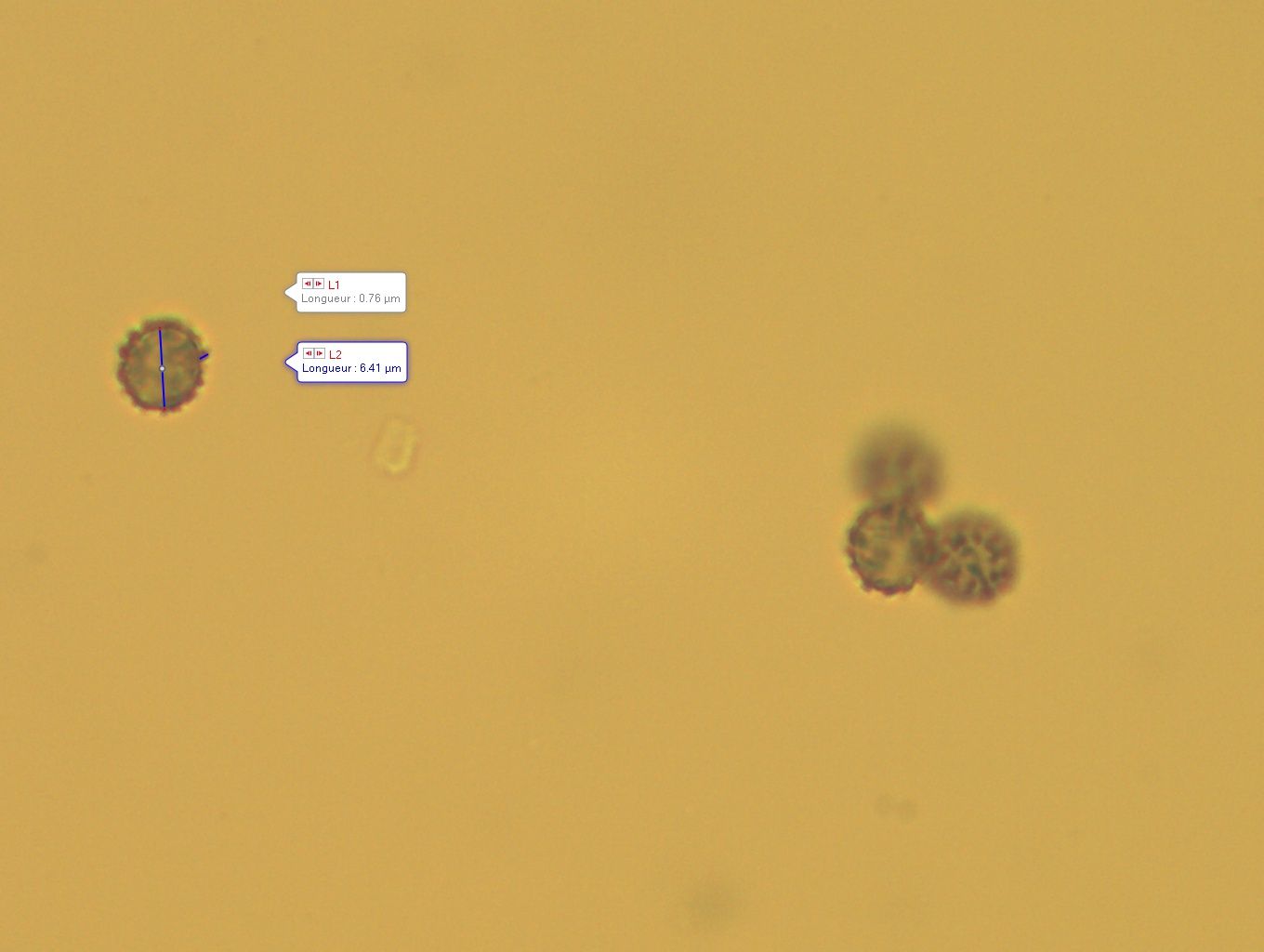 mp2023 132 eau x 1000 spore 4