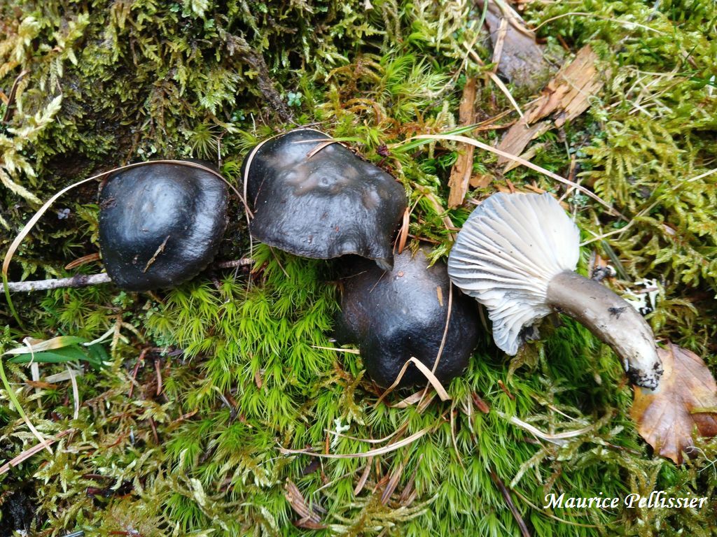 Hygrophorus marzuolus