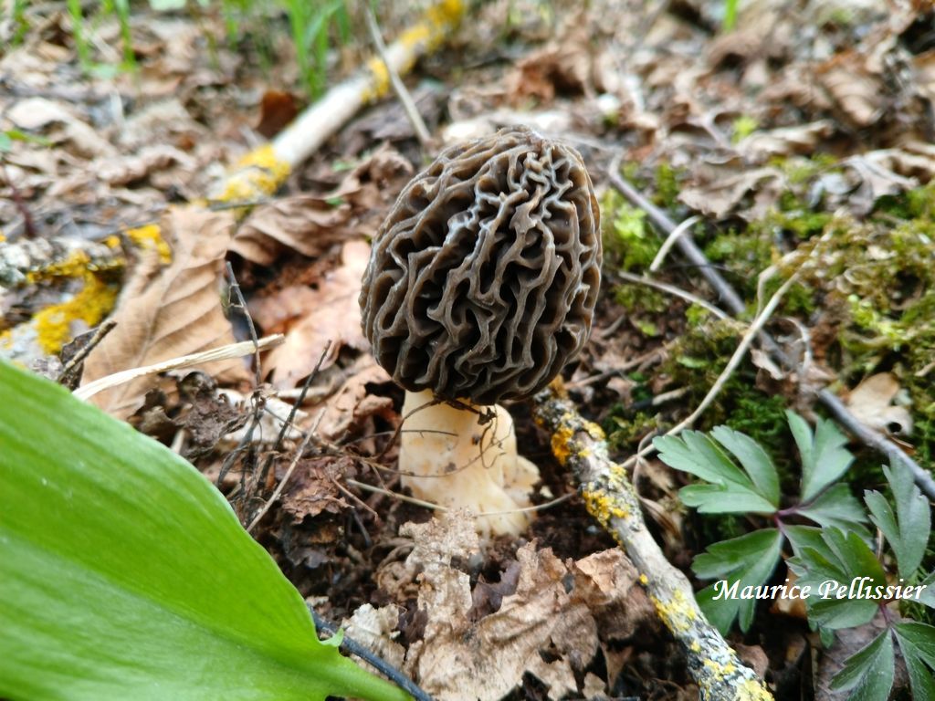 Morchella vulgaris