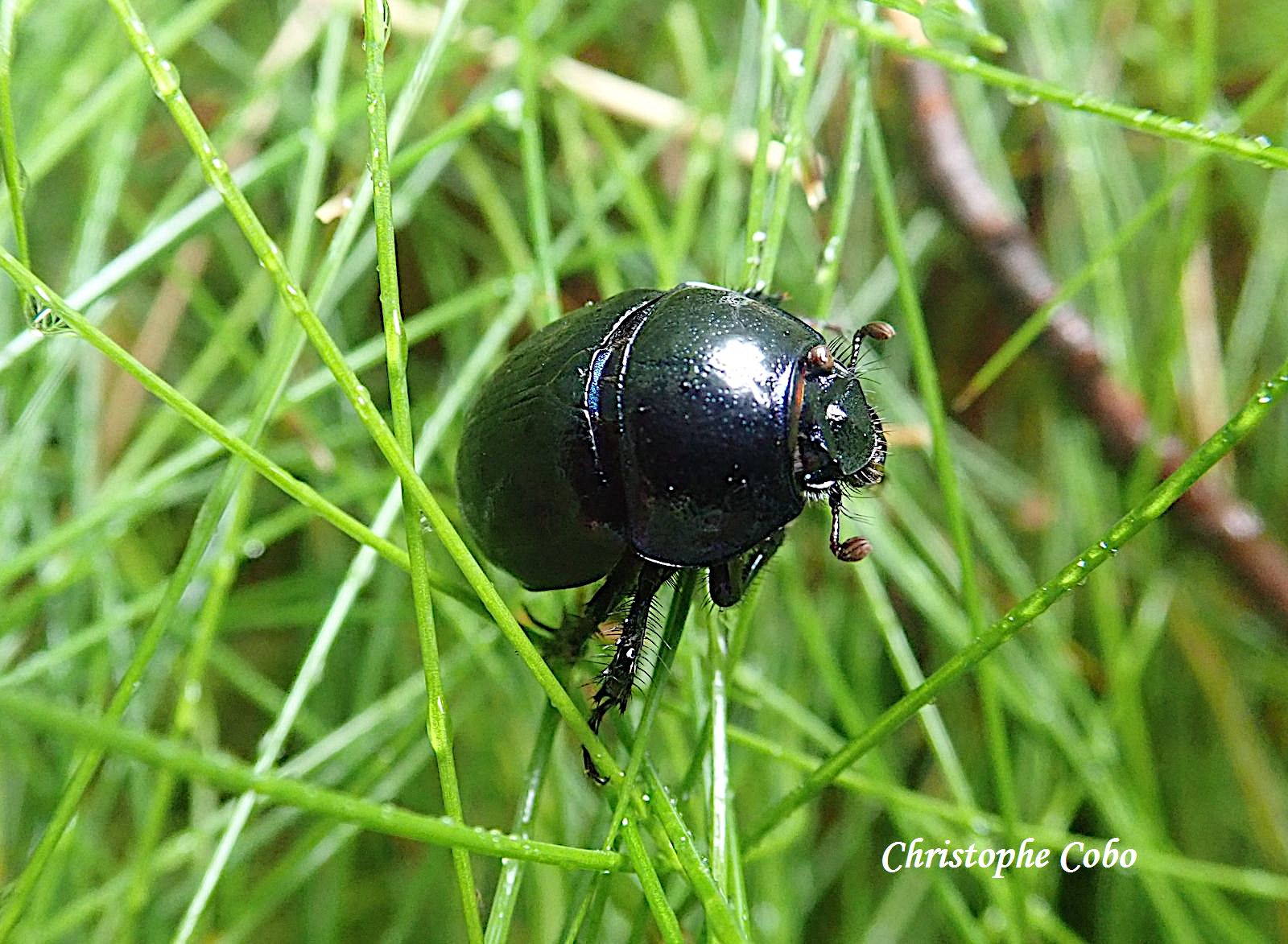 05 Geotrupes stercorarius 20250607 BERGONS