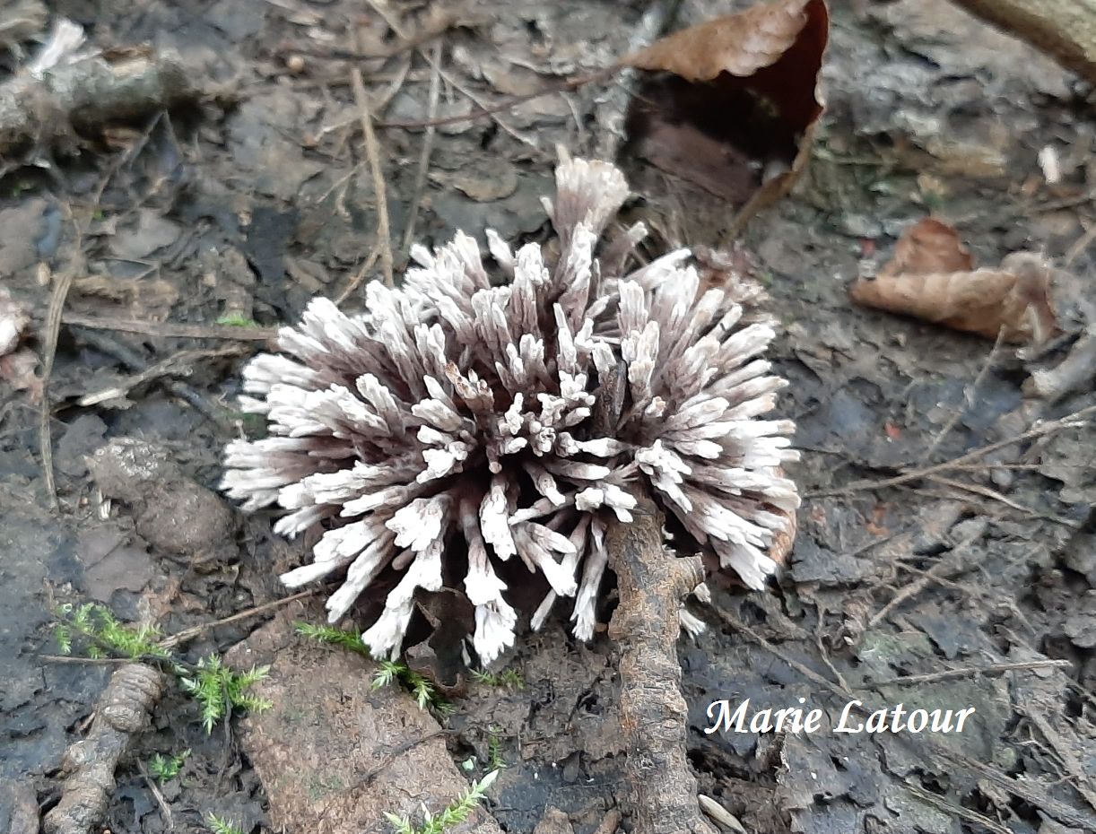 Telephora anthocephala