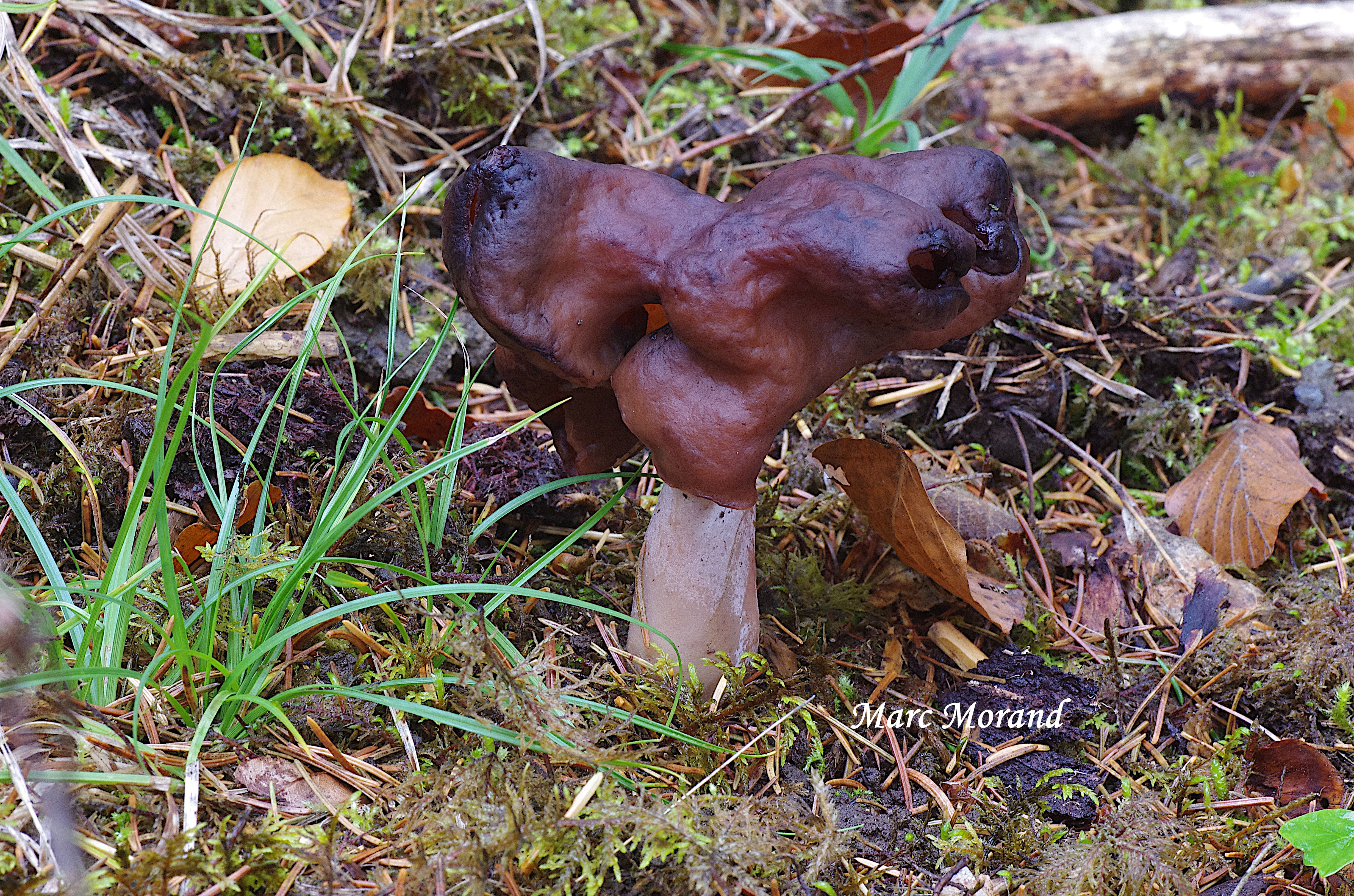 Gyromitra infula 2025 11 02 Bergons