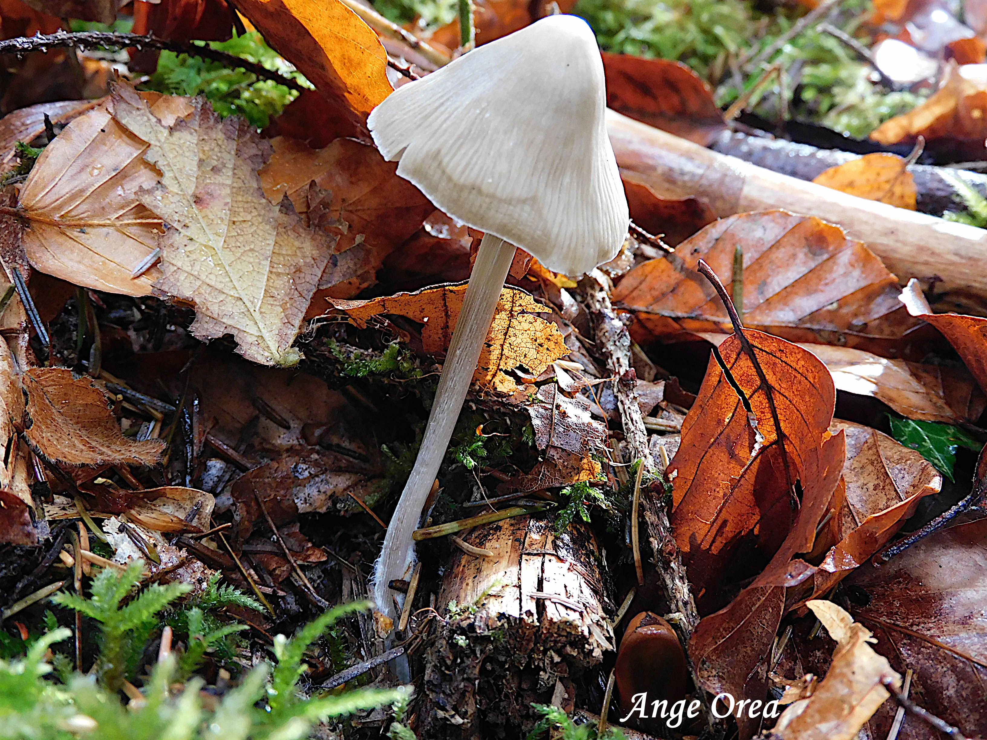 Mycena polygramma 2025 11 02 Bergons