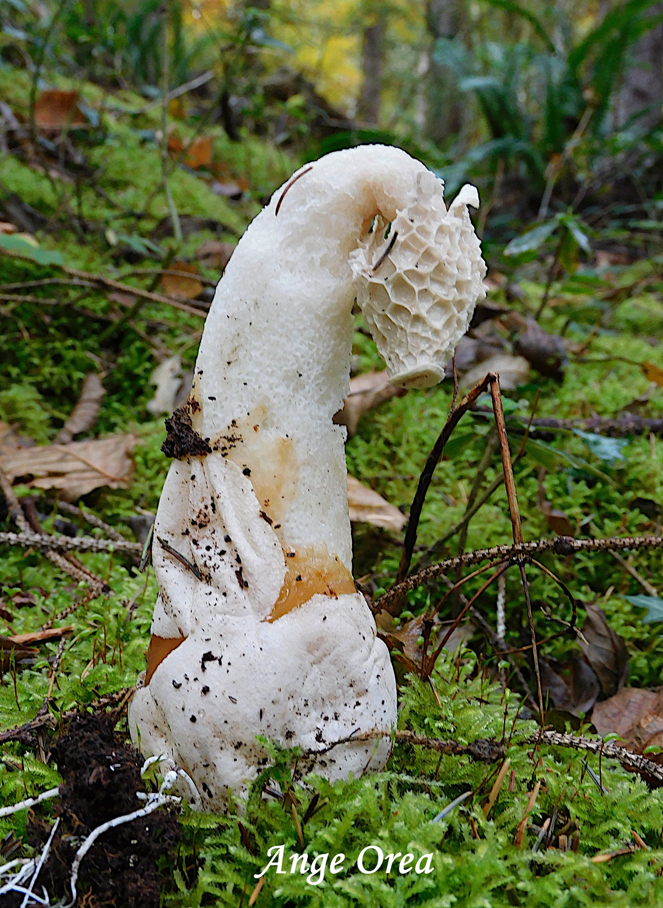Phallus impudicus 2025 11 02 Bergons