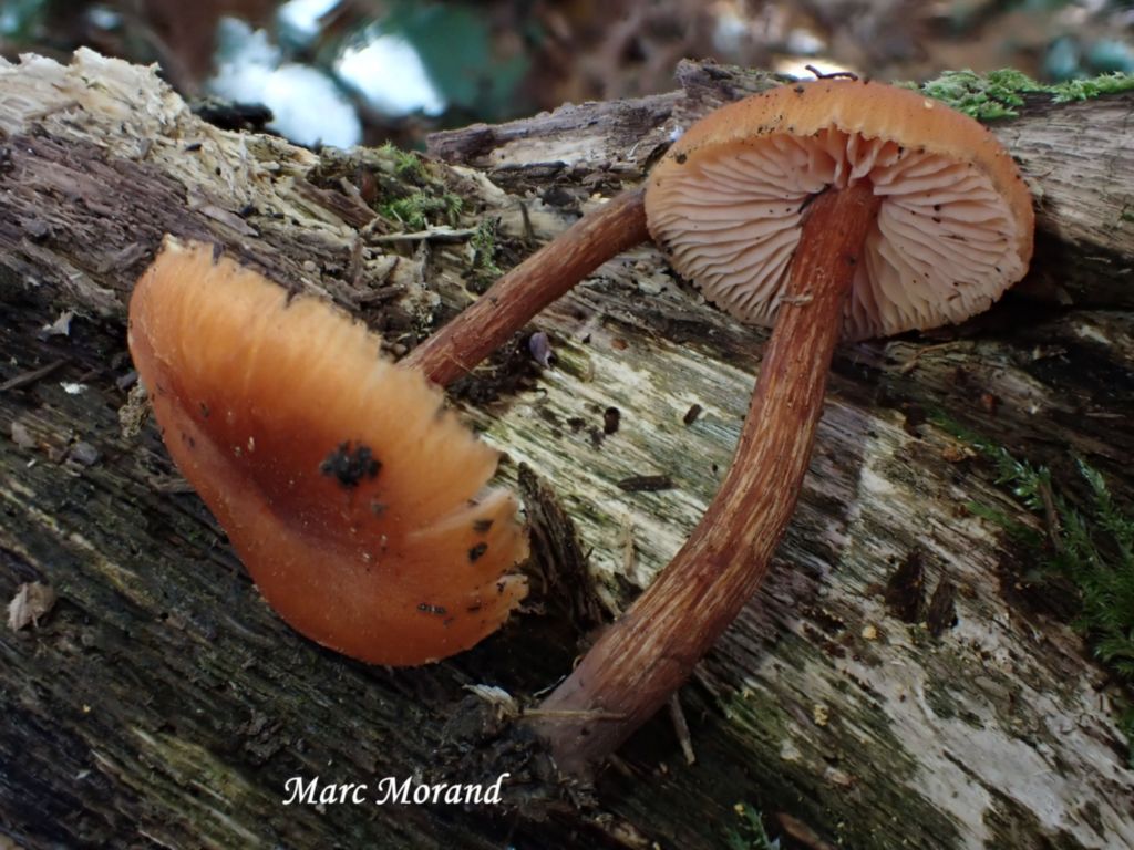 Laccaria proxima 2025 11 09 Cantaous