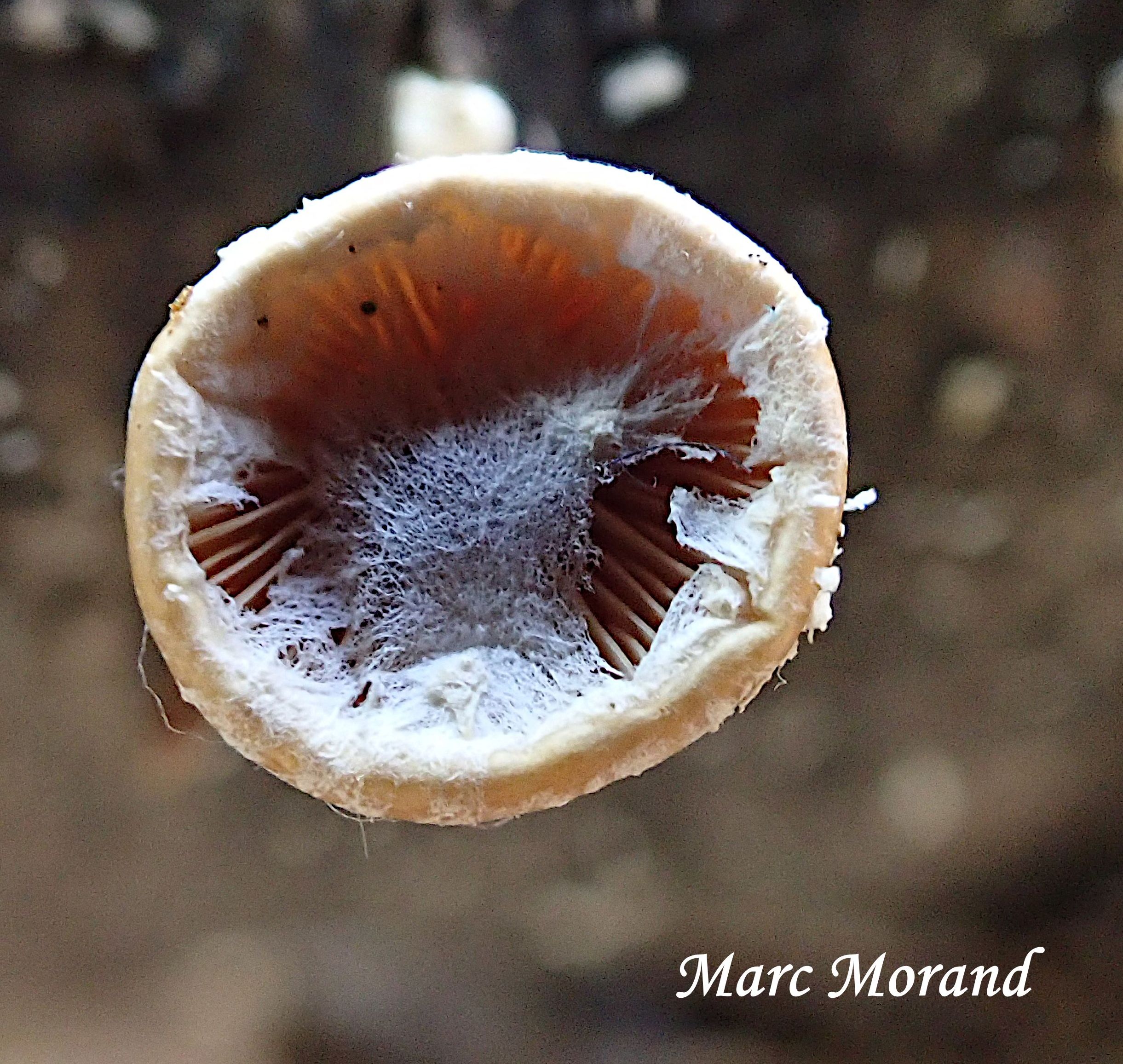 Tectella patellaris 2025 11 09 Cantaous 03