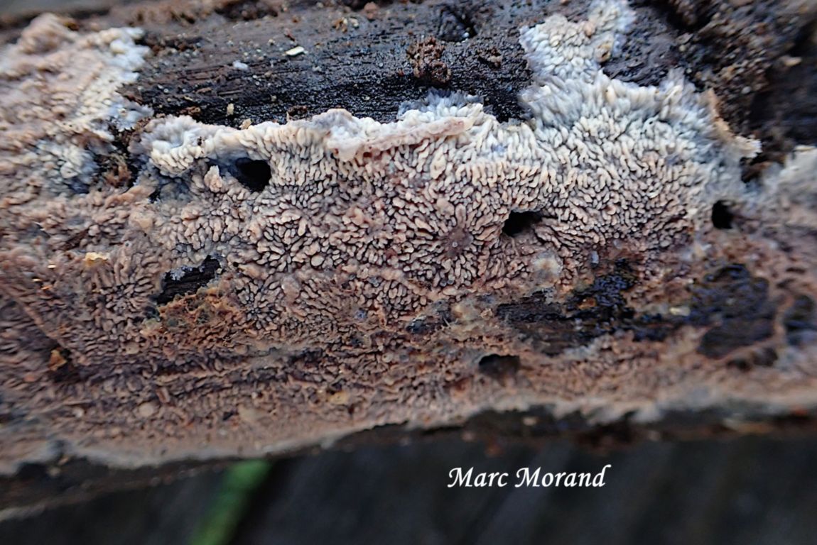 Phlebia rufa Phlebia rufa 2025 12 13 Puydarrieux