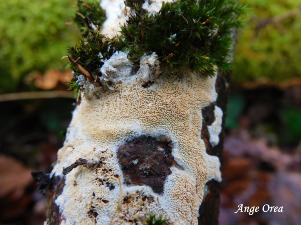 Schizopora paradoxa ?