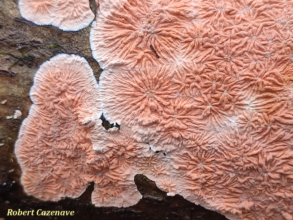 Corticium roseum 08 03 2026 OSSUN