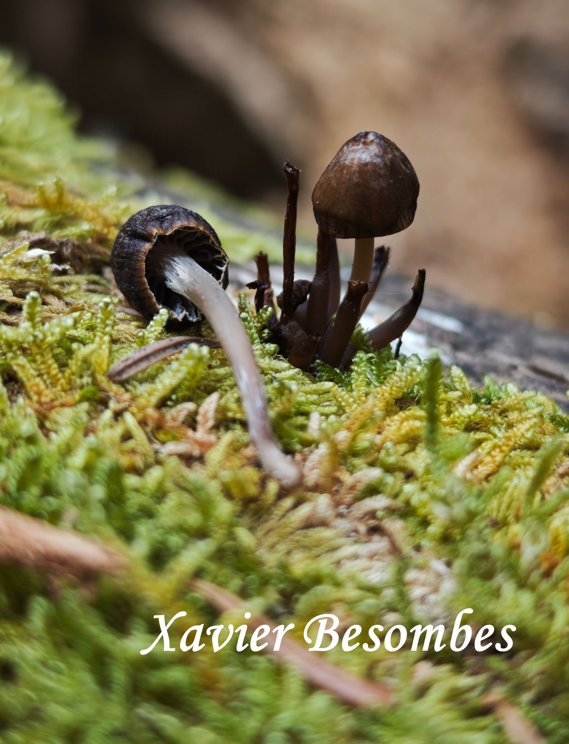 Mycena stipata 2026 04 11 Chiroulet