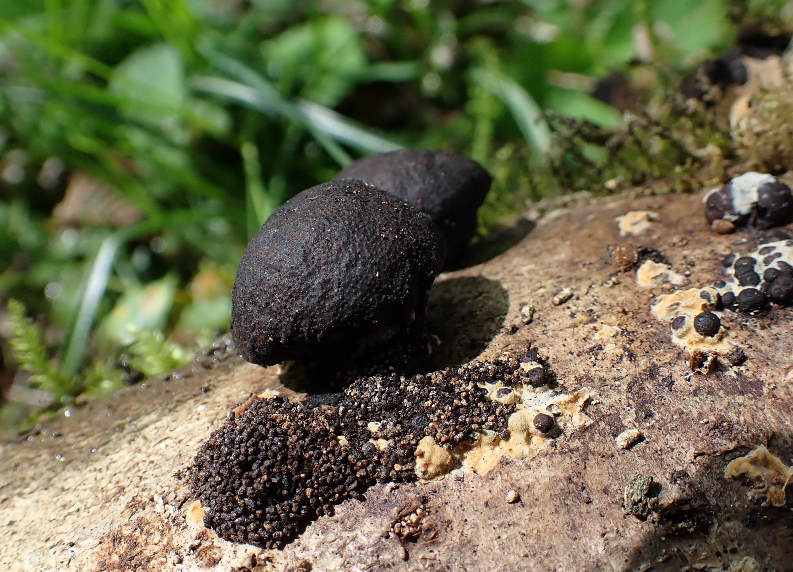 Daldinia childiae