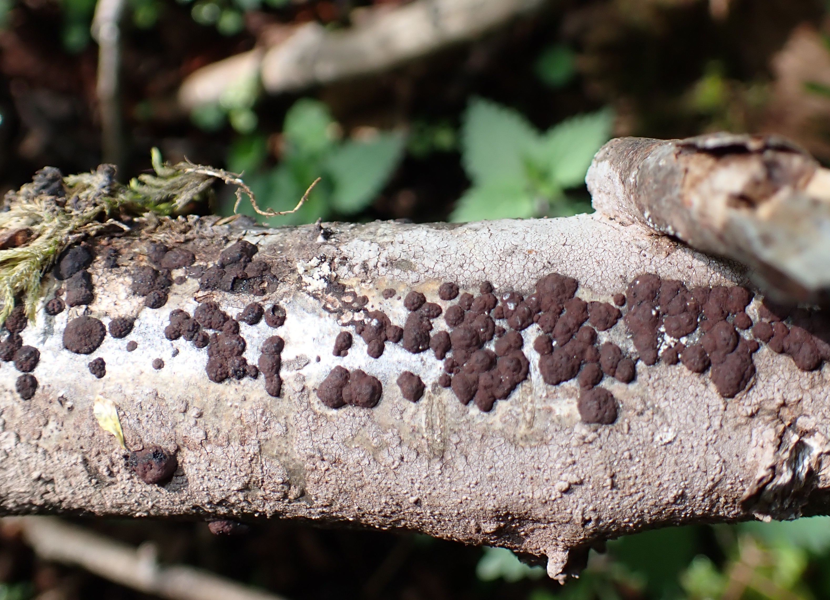 Hypoxylon fuscum et Hymeno