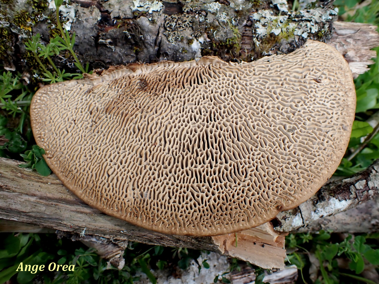 Daedalea quercina