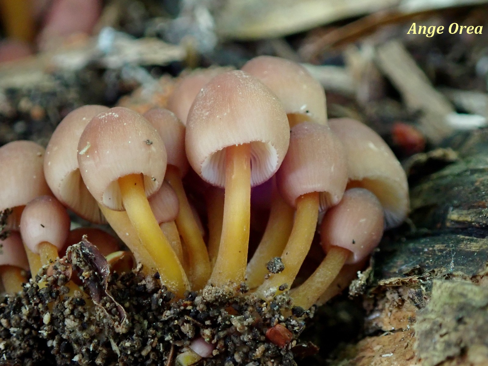 Mycena renati