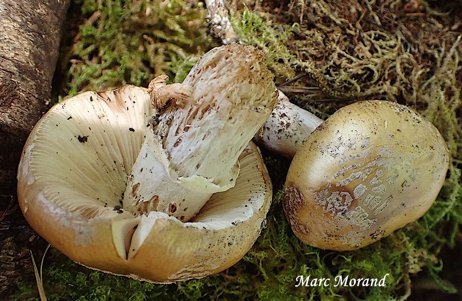 Amanita junquillea 2026 06 13 Arragnat
