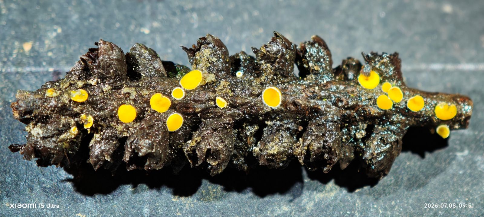 Lacnellula gallica apothécies réhydratées