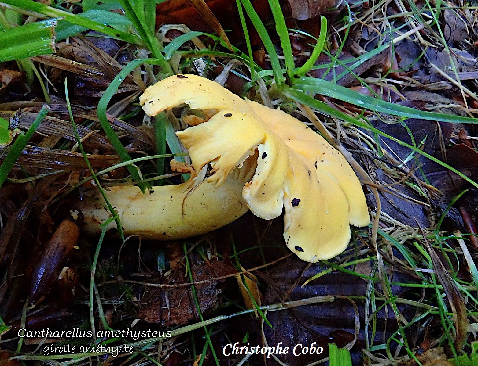 Cantharellus amethysteus 2026 08 23 Genos