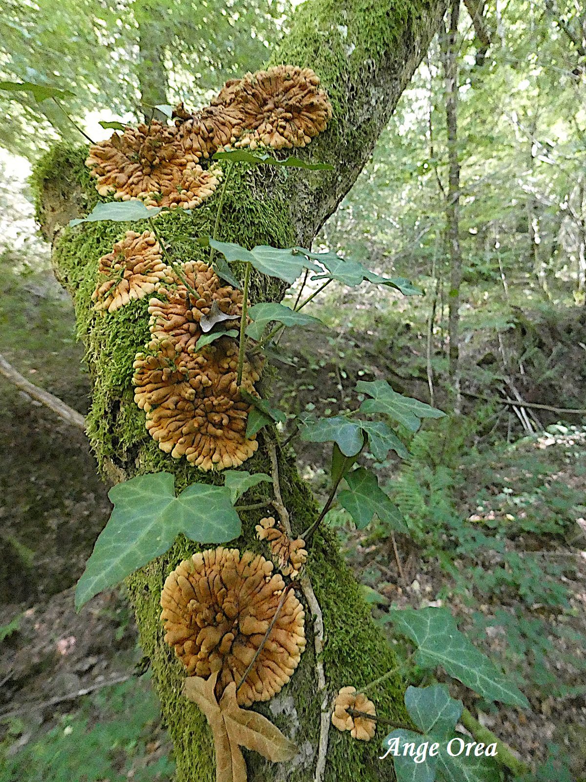 Hypocreopsis rhododendri 2026 08 23 Genos