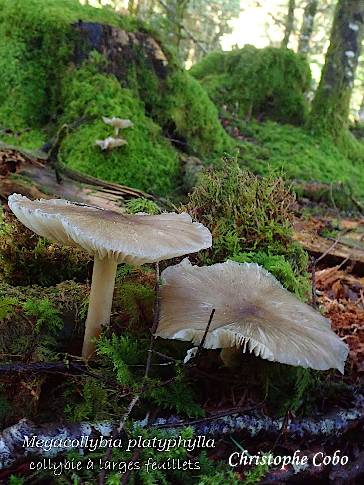 Megacollybia platyphylla 2026 08 23 Genos