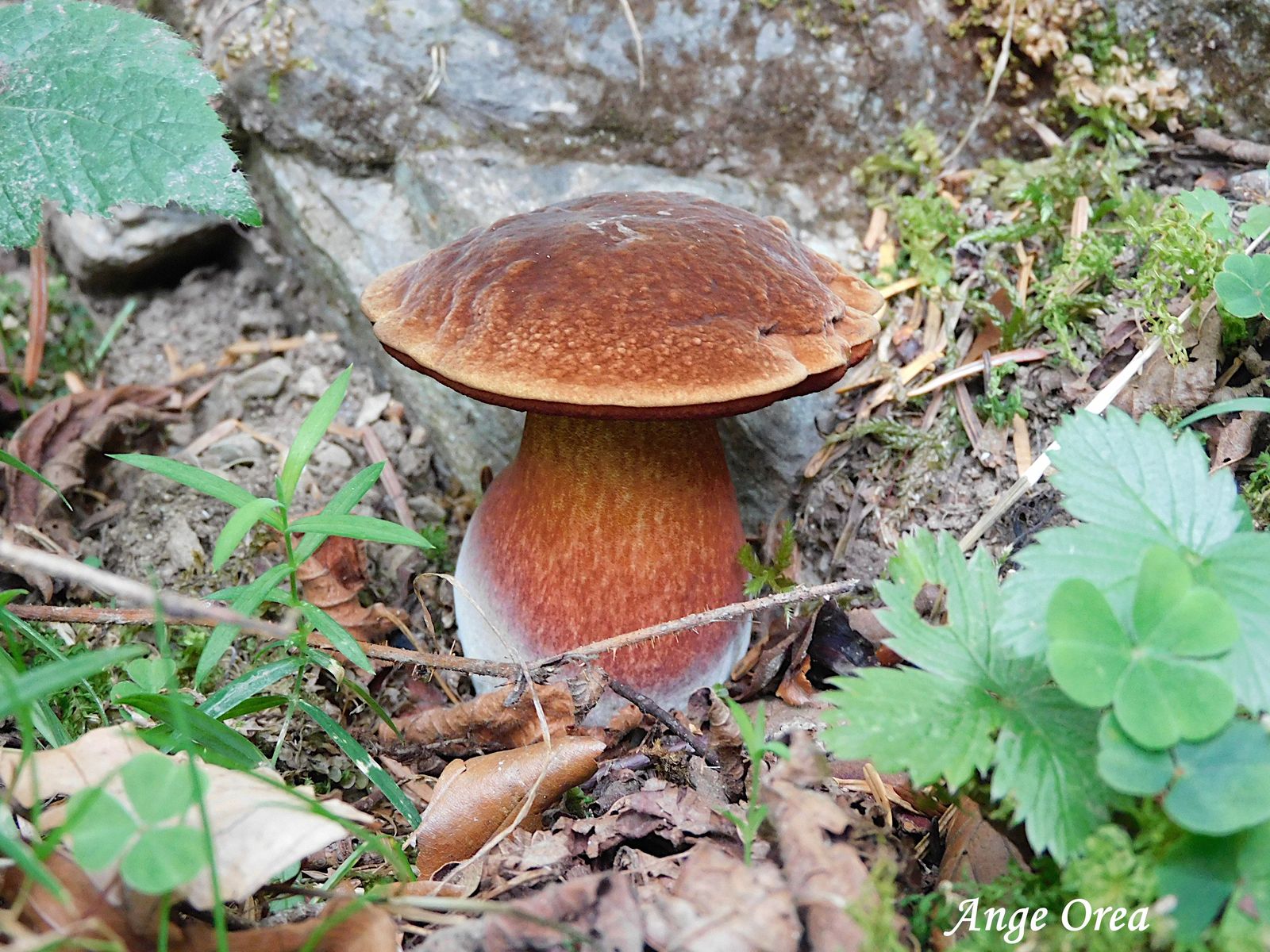 Neoboletus erythropus 2026 09 06 Le Tech