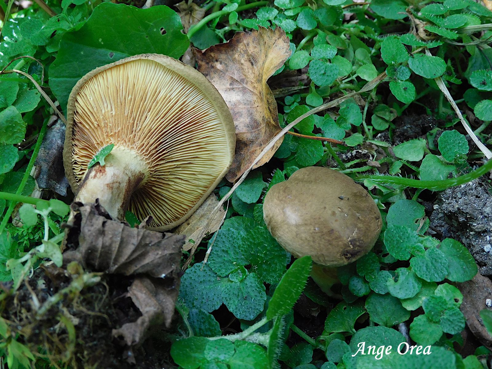 Paxillus involutus 2026 09 06 Le Tech
