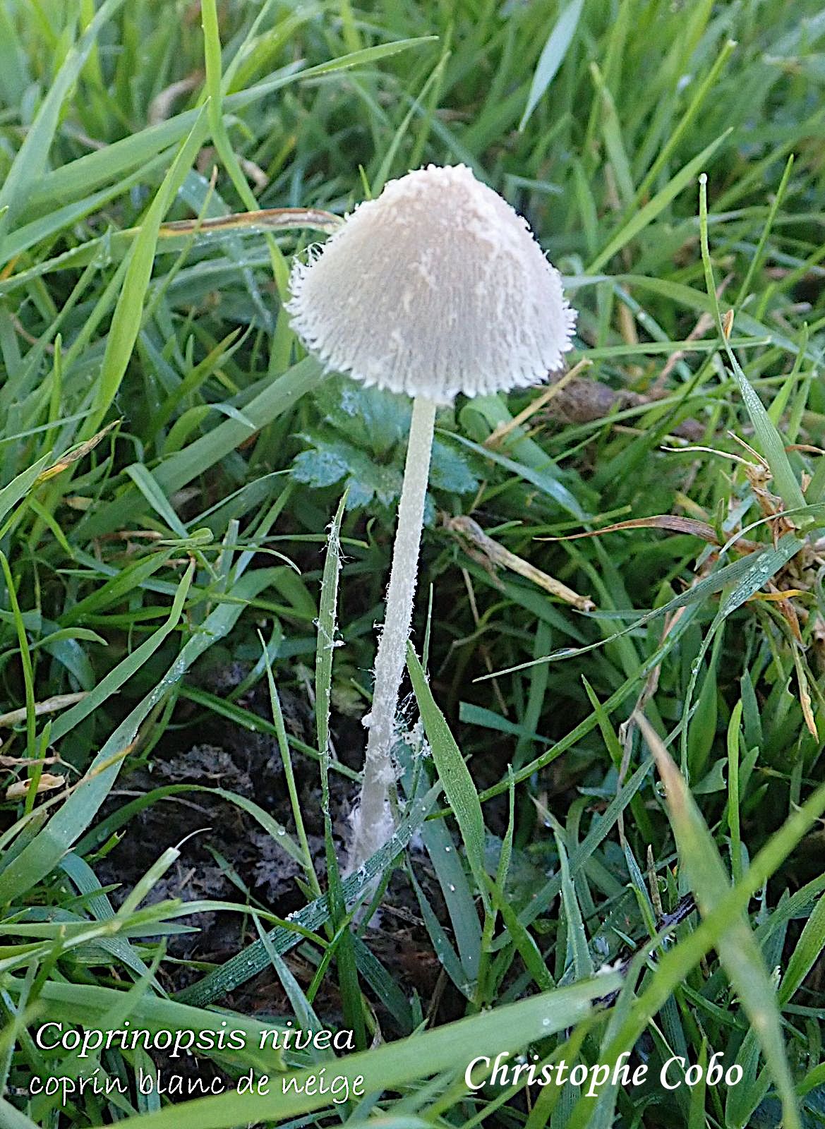 Coprinopsis nivea 20260919 OUBAC
