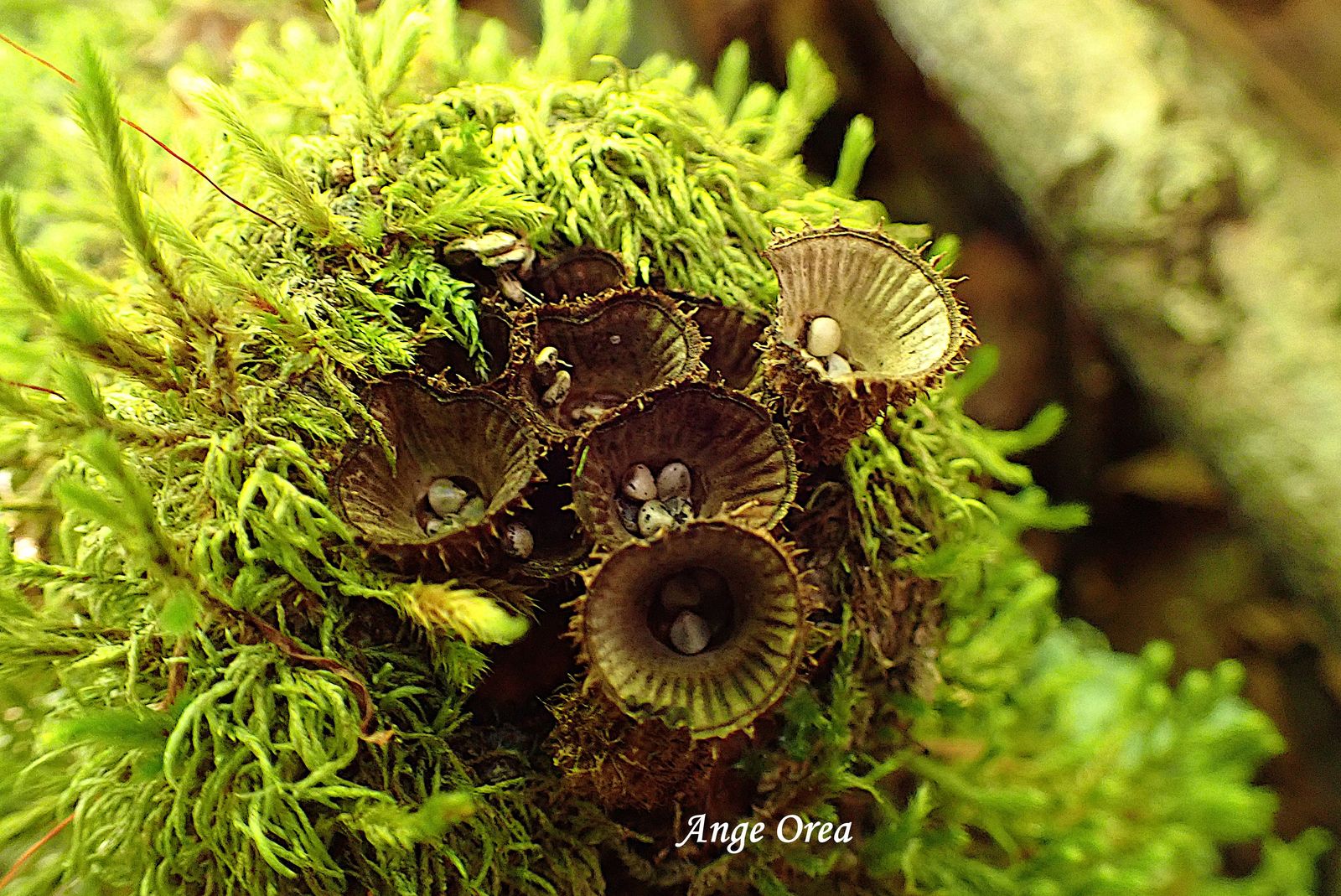 Cyathus striatus 2026 09 19 Oubac (3)