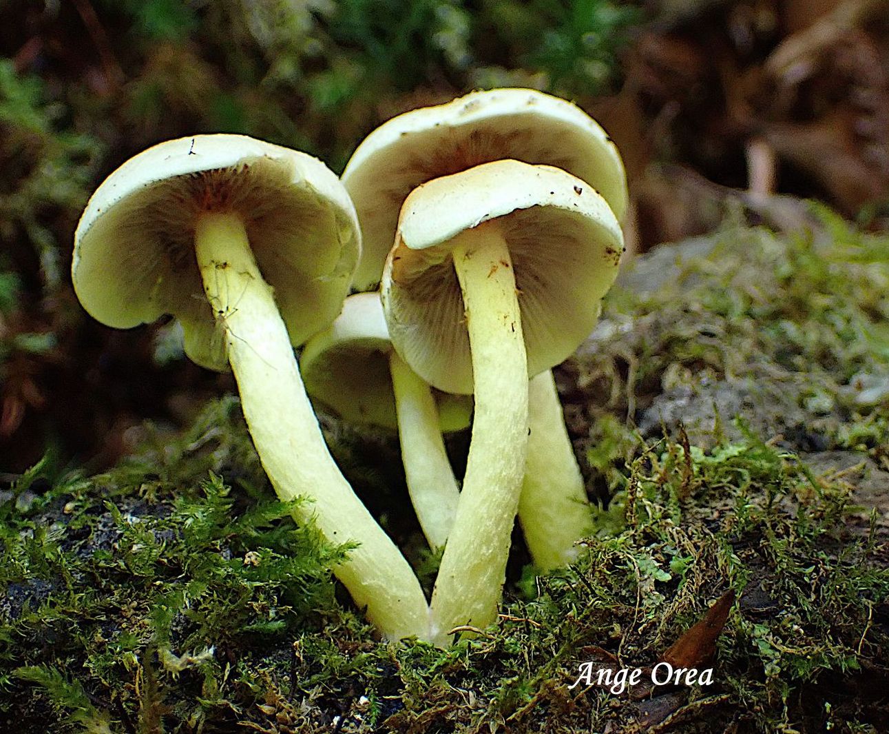 Hypholoma fasciculare 2026 09 19 Oubac
